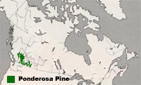 Map of Canada highlighting the Alberta region where Ponderosa Pines grow.