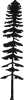 Amabilis Fir icon