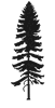 White Spruce icon